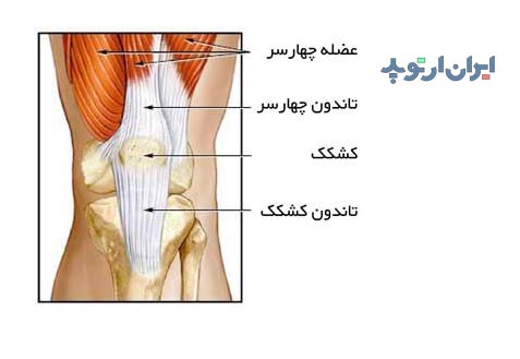 آناتومی تاندون چهارسر ران