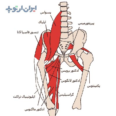 آناتومی عضله گراسیلیس