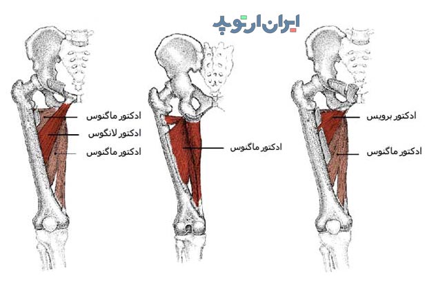 آناتومی اددکتور ماگنوس و لانگوس و برویس