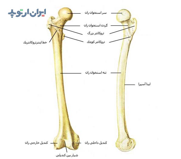 آناتومی استخوان ران