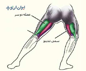 آناتومی عضله سمی تندینو