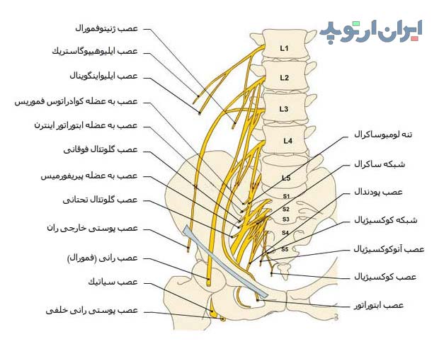 شبکه های عصبی کمری (لومبار) و ساکرال