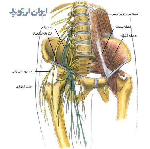 آناتومی شبکه عصبی کمری و عصب رانی