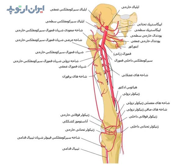 آناتومی شریان های ران