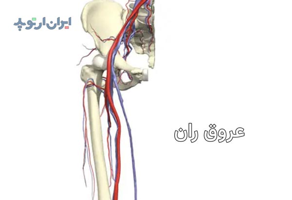 آناتومی عروق ران