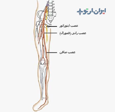 آناتومی عصب صافن و فمورال