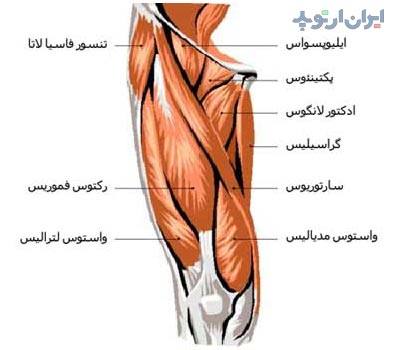 عضلات اددکتور ران