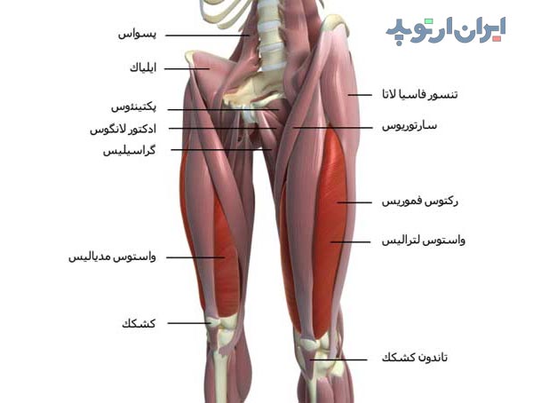 آناتومی عضله سارتریوس و دیگر عضلات جلوی ران