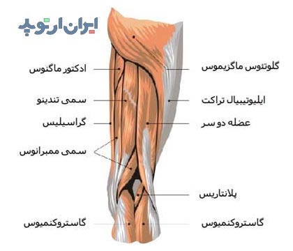 آناتومی عضلات خلف ران