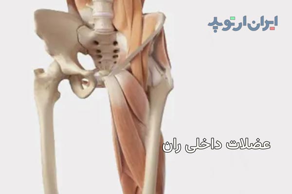 آناتومی عضلات داخلی ران