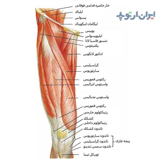 آناتومی عضلات قدامی و جلویی ران