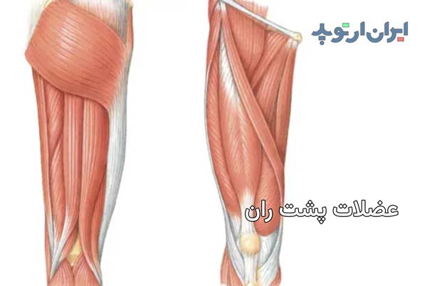 آناتومی عضلات پشت ران