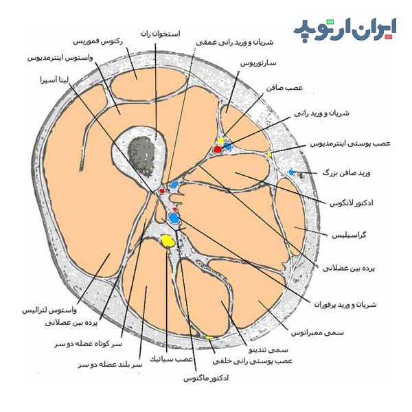 آناتومی سطح مقطع عضلات ران