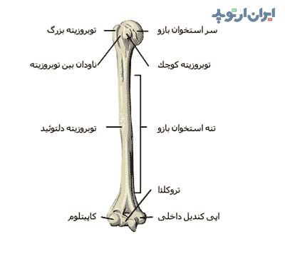 آناتومی استخوان بازو