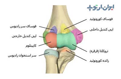 آناتومی آرنج