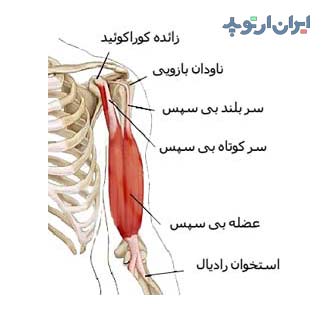 آناتومی عضله دوسر بازو