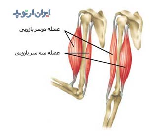 آناتومی عضلات دوسر بازو و سه سر بازو