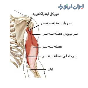 آناتومی عضله سه سر بازو