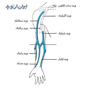 آناتومی وریدهای بازو