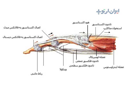 آناتومی دست. تاندون های انگشت دست