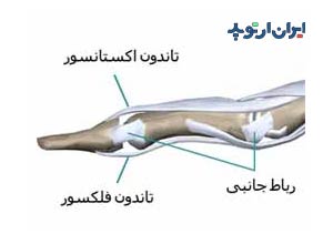 آناتومی دست. تاندون های انگشت دست