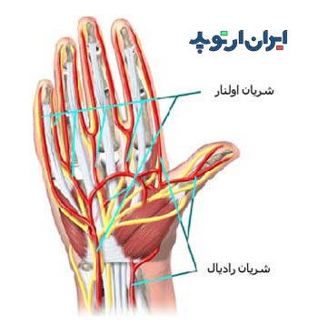 آناتومی دست. عروق کف دست