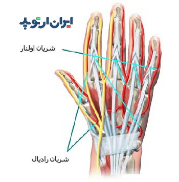 آناتومی دست. عروق پشت دست