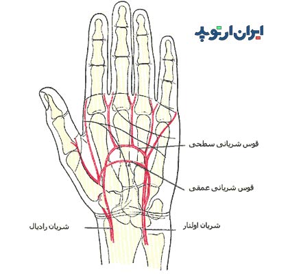 آناتومی دست. قوس های عروقی کف دست