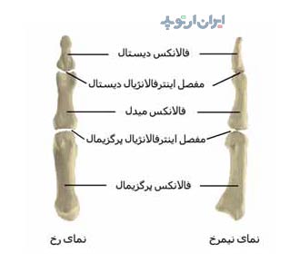 آناتومی دست. استخوان های بند های انگشت