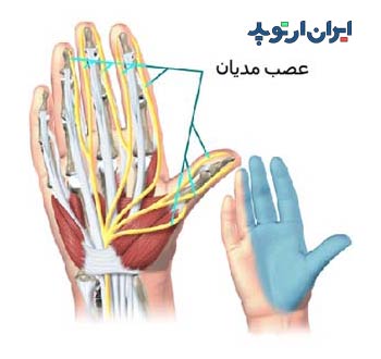 آناتومی دست. عصی مدیان یا میانی