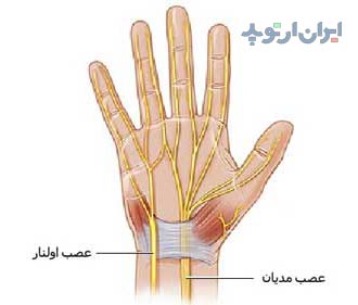 آناتومی دست. اعصاب مدیان و اولنار در کف دست