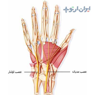 آناتومی دست. عصب های میانی و اولنار