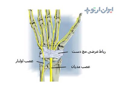 آناتومی دست. عصب های کف دست