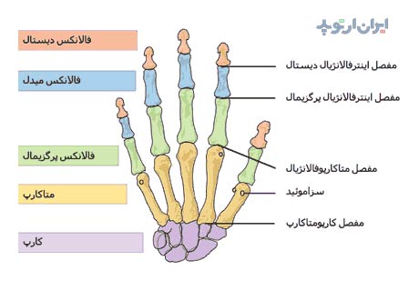 آناتومی دست. استخوان ها و مفاصل دست