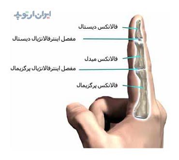 آناتومی دست. استخوان ها و مفاصل انگشت دست