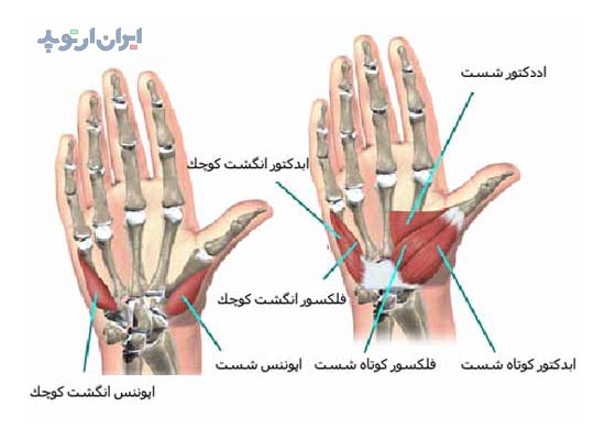 آناتومی دست. عضلات تنار و هیپوتنار دست