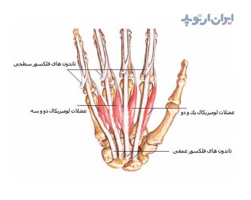 آناتومی دست. عضلات لومبریکال دست