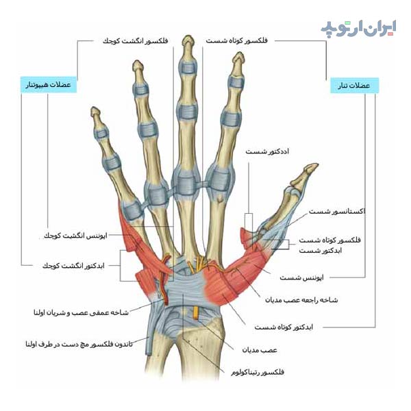 آناتومی دست. عضلات و اعصاب دست