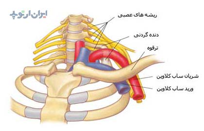 دنده گردنی