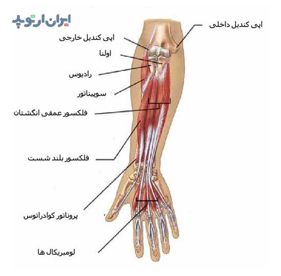 آناتومی ساعد. عضلات خم کننده یا فلکسور ساعد