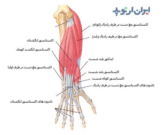 آناتومی ساعد. عضلات سطحی اکستانسور یا باز کننده در ساعد