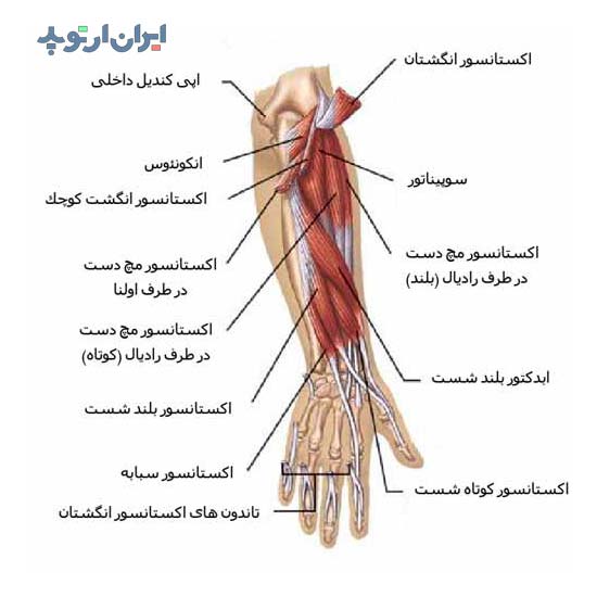 آناتومی ساعد. عضلات عمقی اکستانسور یا باز کننده در ساعد