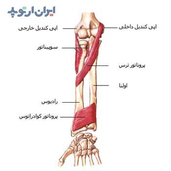 آناتومی ساعد. عضلات چرخاننده سوپیناتور در ساعد