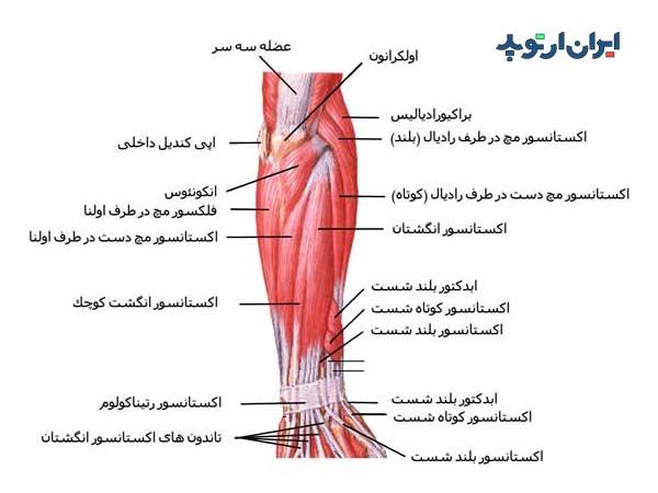 آناتومی ساعد. عضلات پشت ساعد