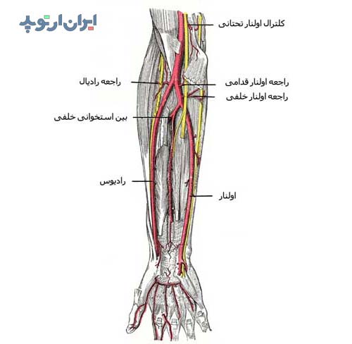 آناتومی ساعد. شریان های ساعد