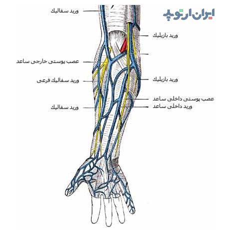 آناتومی ساعد. وریدهای ساعد