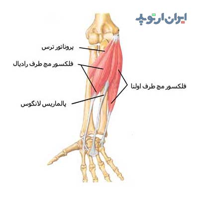 آناتومی ساعد. عضلات ساعد