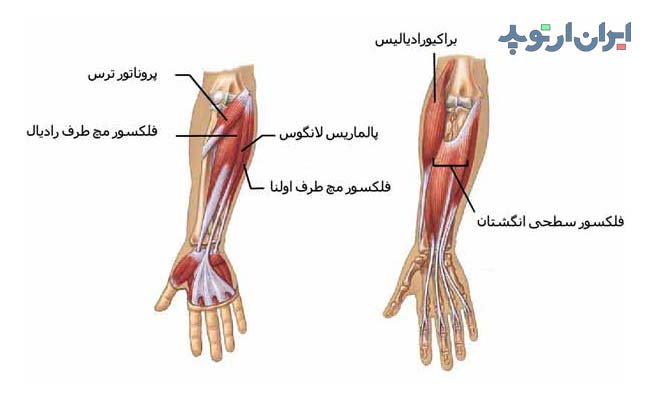 آناتومی ساعد. عضلات فلکسور یا خم کننده ساعد