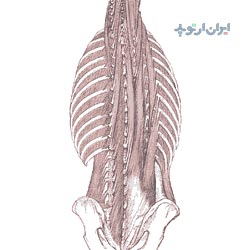 آناتومی ستون فقرات عضلات