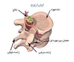 آناتومی ستون فقرات نخاع